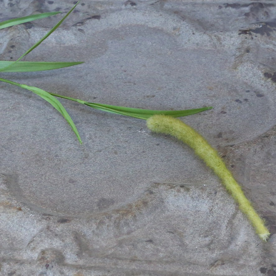 Foxtail grass faux spray
